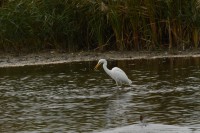 /album/galerie-de-photos-page-daccueil3/a2017-11-07-chavornay-207-jpg/